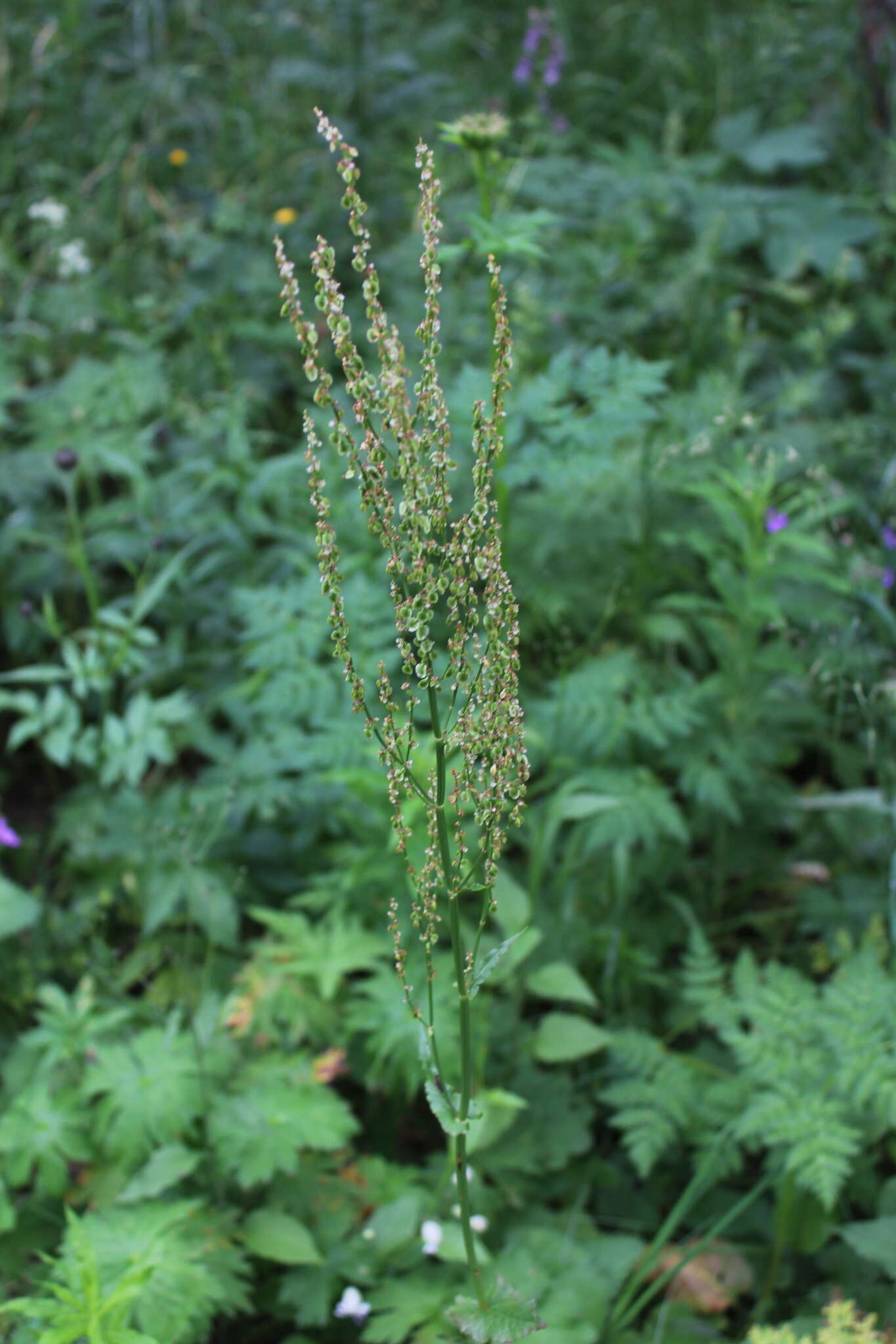 Image of Rumex arifolius All.