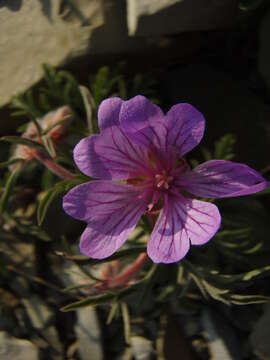 Image of Tuberous Cranesbill