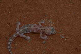 Image of Namib Desert Gecko