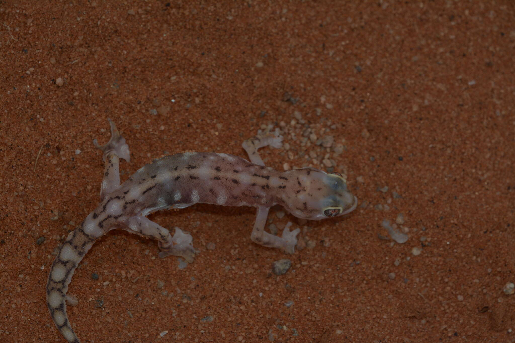 Sivun Pachydactylus vanzyli (Steyn & Haacke 1966) kuva