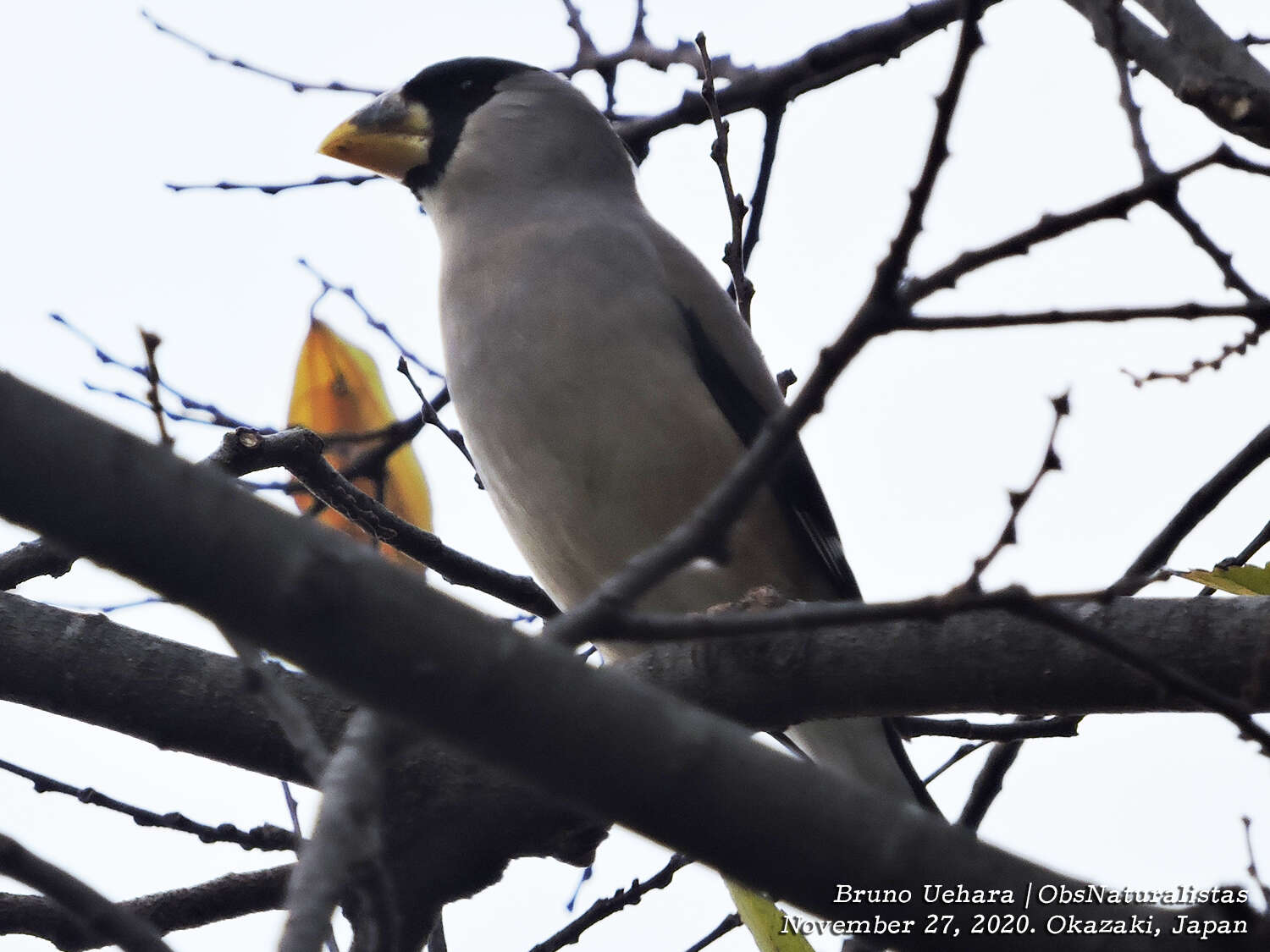 Image of Japanese Grosbeak