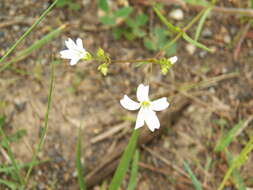 صورة Mononeuria muscorum (Fassett) Dillenb. & Kadereit