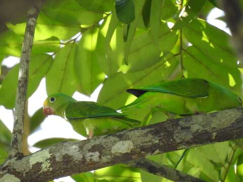 Image of Tui Parakeet