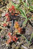 Image of Mossy Stonecrop