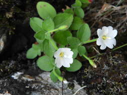 Слика од Epilobium astonii (Allan) Raven & Engelhorn