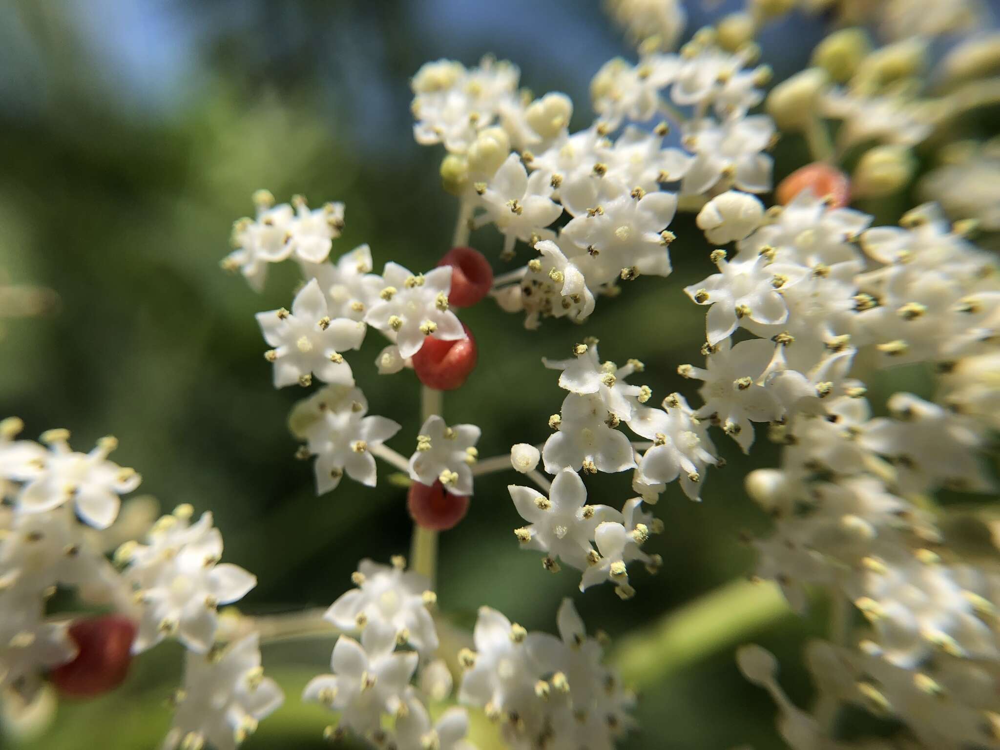 Image of Sambucus javanica Reinw. ex Bl.