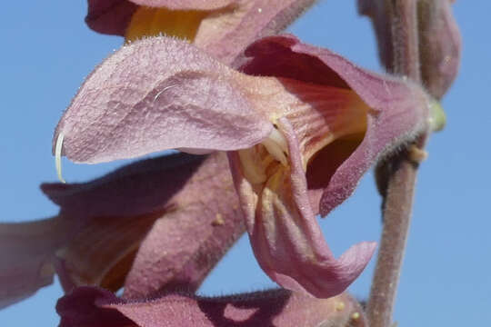 Image of Salvia lanceolata Lam.