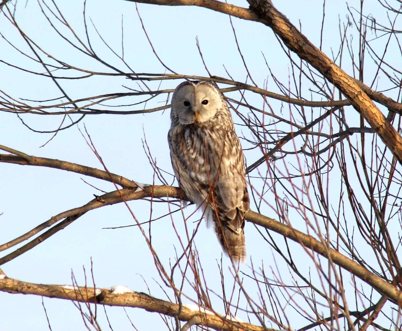 Plancia ëd Strix uralensis Pallas 1771