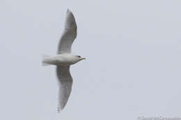 Image de Larus glaucoides kumlieni Brewster 1883