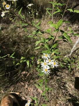 Olearia nernstii F. Müll. resmi