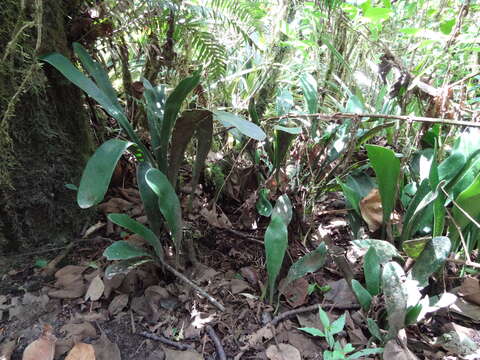 Image of Antrophyopsis boryana (Willd.) Schuettp.