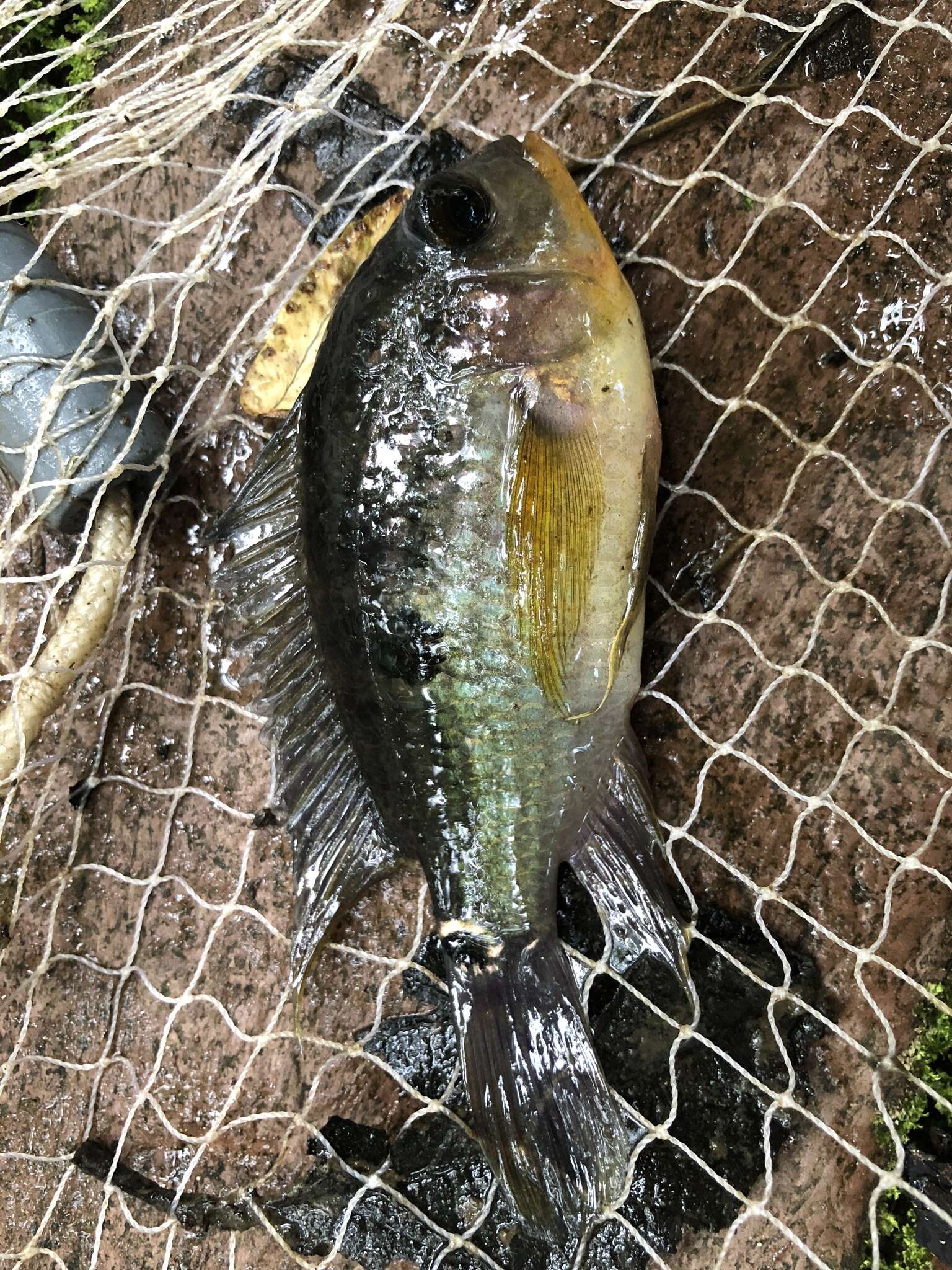 Image of Saddle cichlid