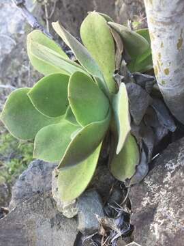 Image of Aeonium canariense subsp. christii (Burchard) Bañares