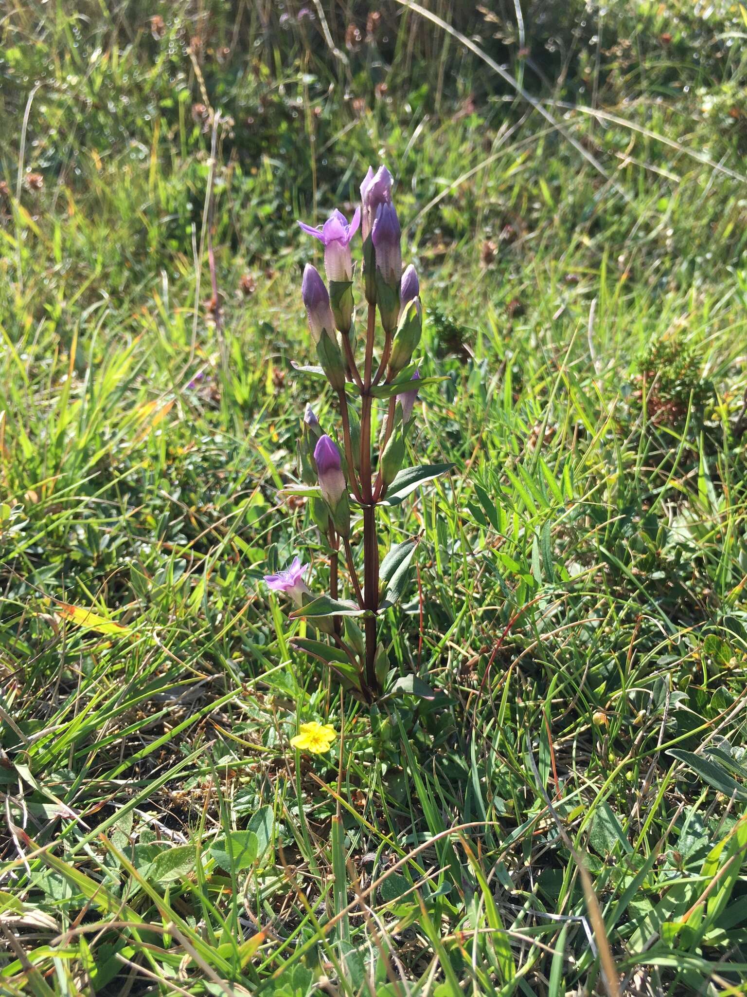 Image de Gentianella campestris subsp. baltica (Murb.) Tutin