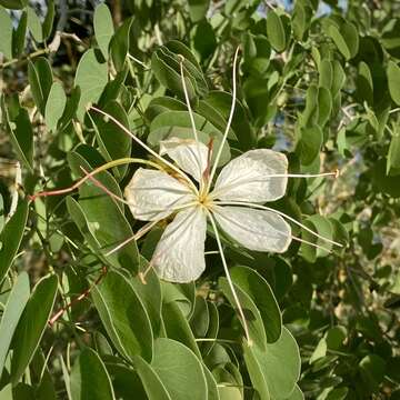 Image of Lysiphyllum hookeri (F. Muell.) Pedley