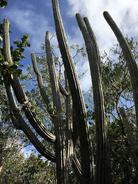 Imagem de Pilosocereus robinii (Lem.) Byles & G. D. Rowley