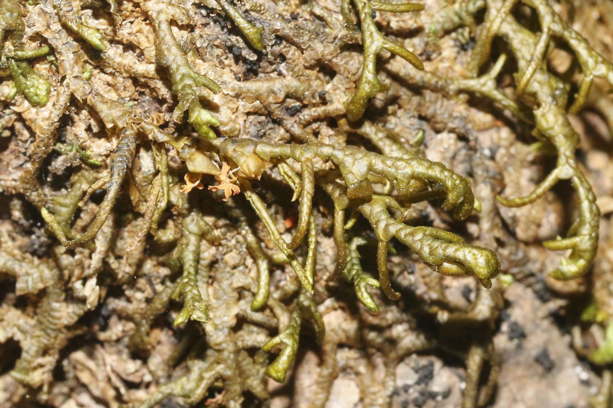 Image of Cliff Scalewort