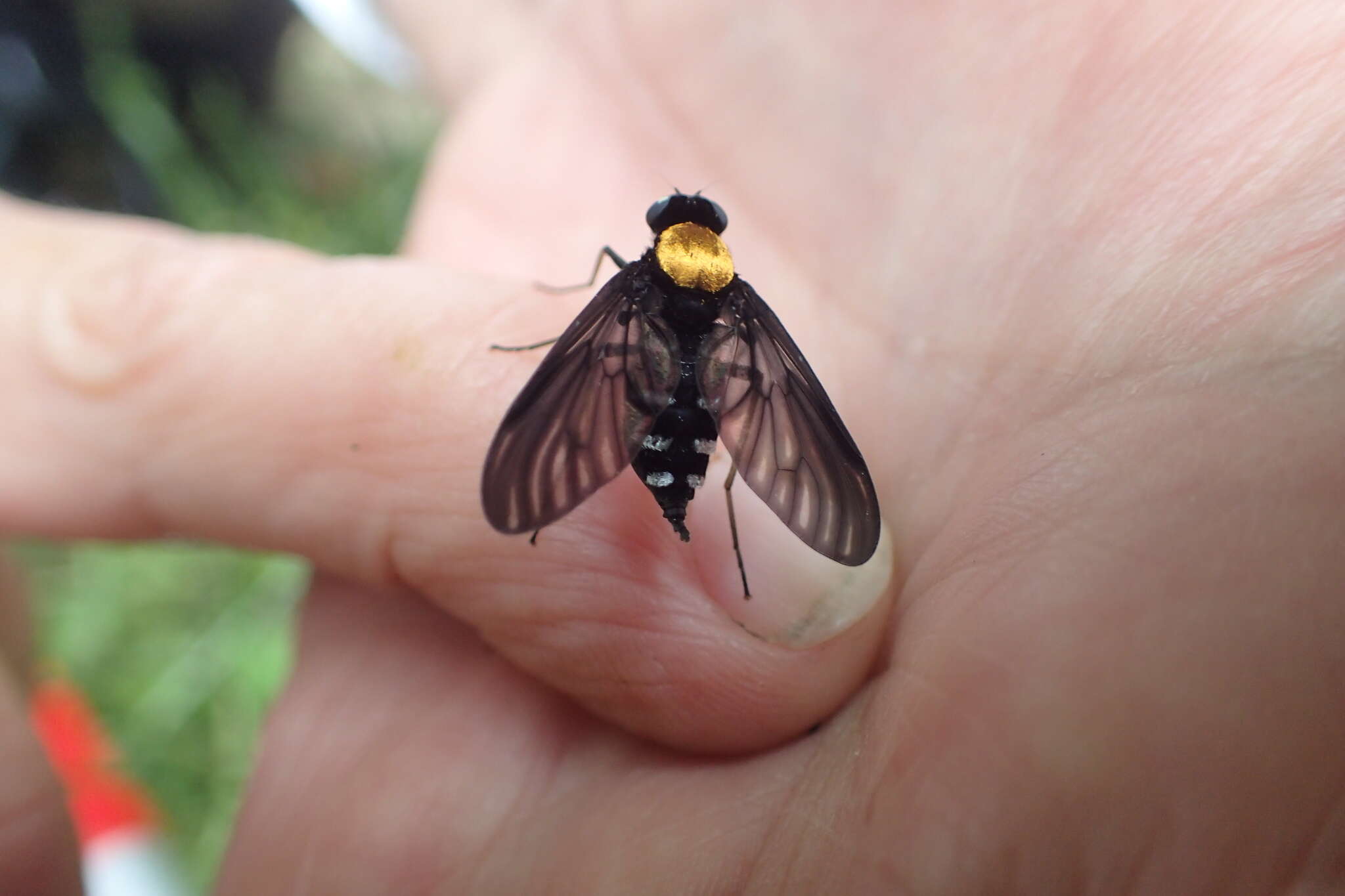 Image of Golden-backed Snipe Fly