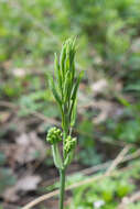 Image of upright carrionflower