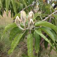 Sivun Ipomoea murucoides Roem. & Schult. kuva