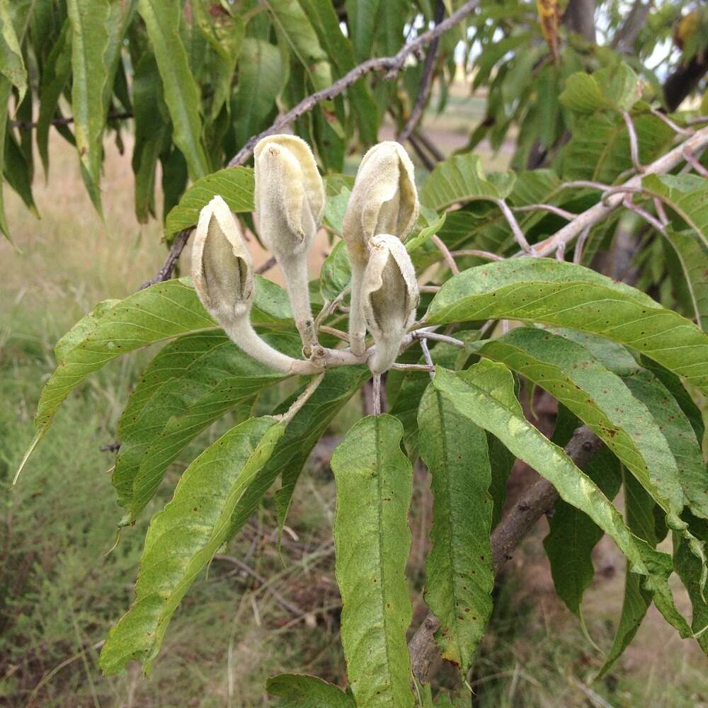 Imagem de Ipomoea murucoides Roem. & Schult.