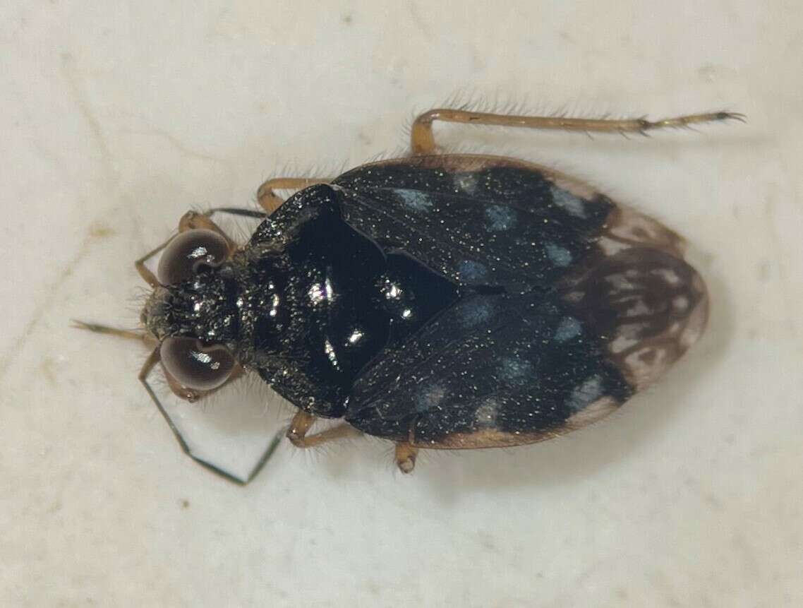 Saldula orbiculata (Uhler 1877)的圖片