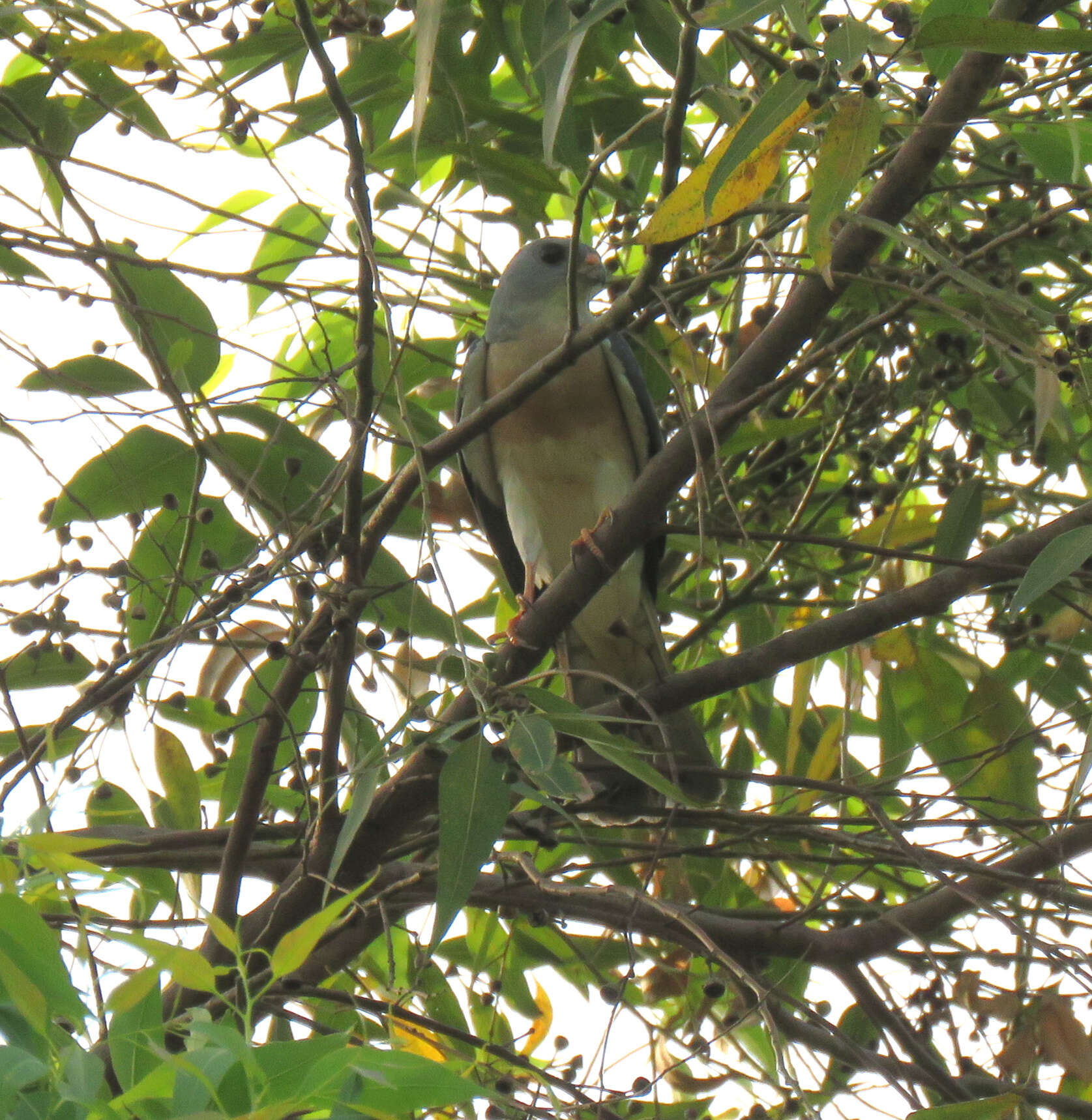 Image of Chinese Sparrowhawk