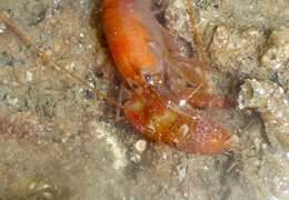 Image of twistclaw pistol shrimp