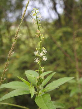 Слика од Croton bonplandianus Baill.