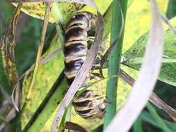 Image of <i>Arthrophaga myriapodina</i>