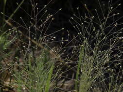 Imagem de Muhlenbergia asperifolia (Nees & Meyen ex Trin.) Parodi