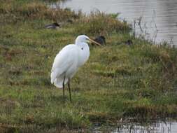 Image of Ardea alba alba Linnaeus 1758