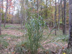 Image of Chinese silvergrass