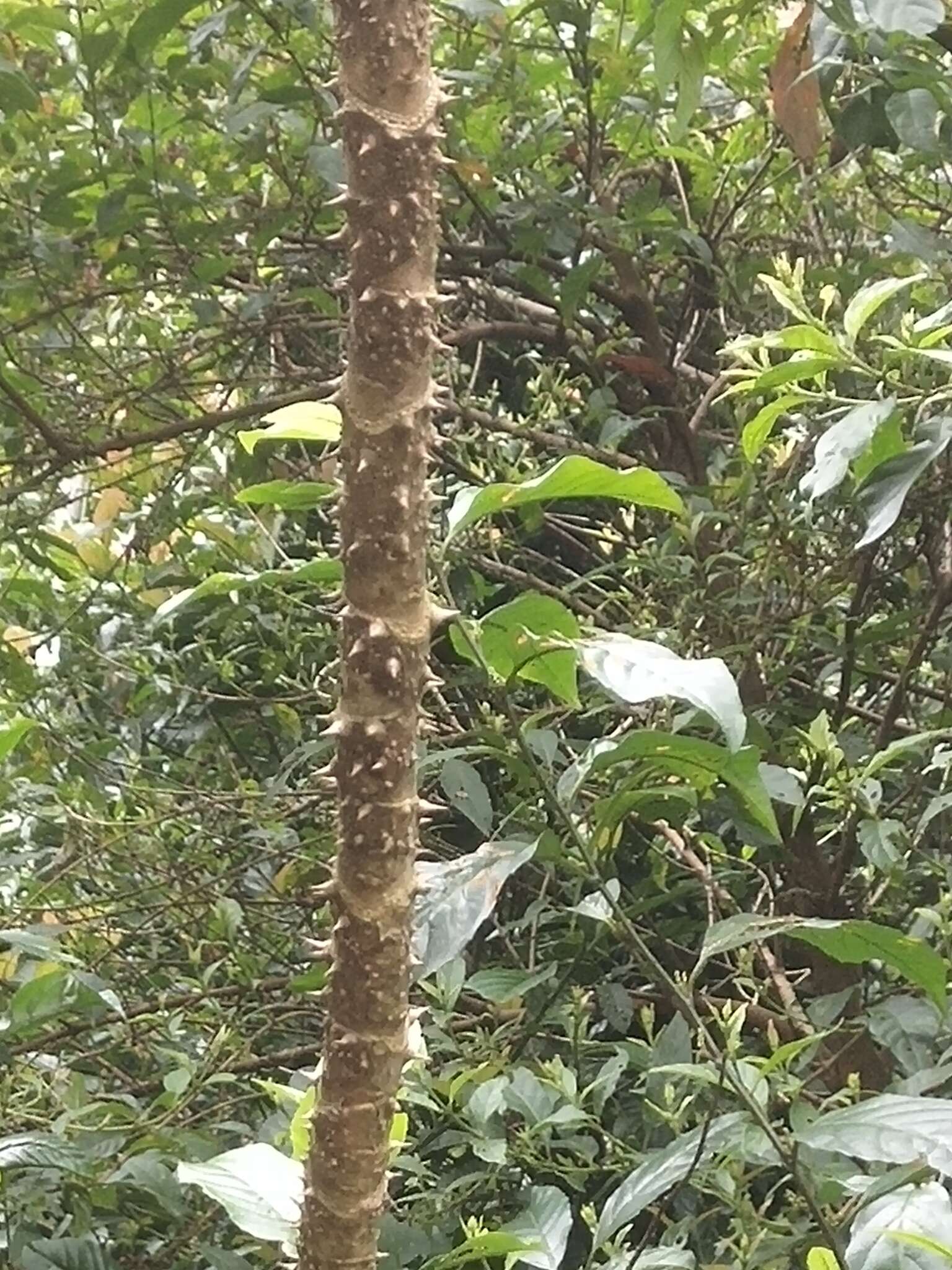 Image de Aralia bipinnata Blanco