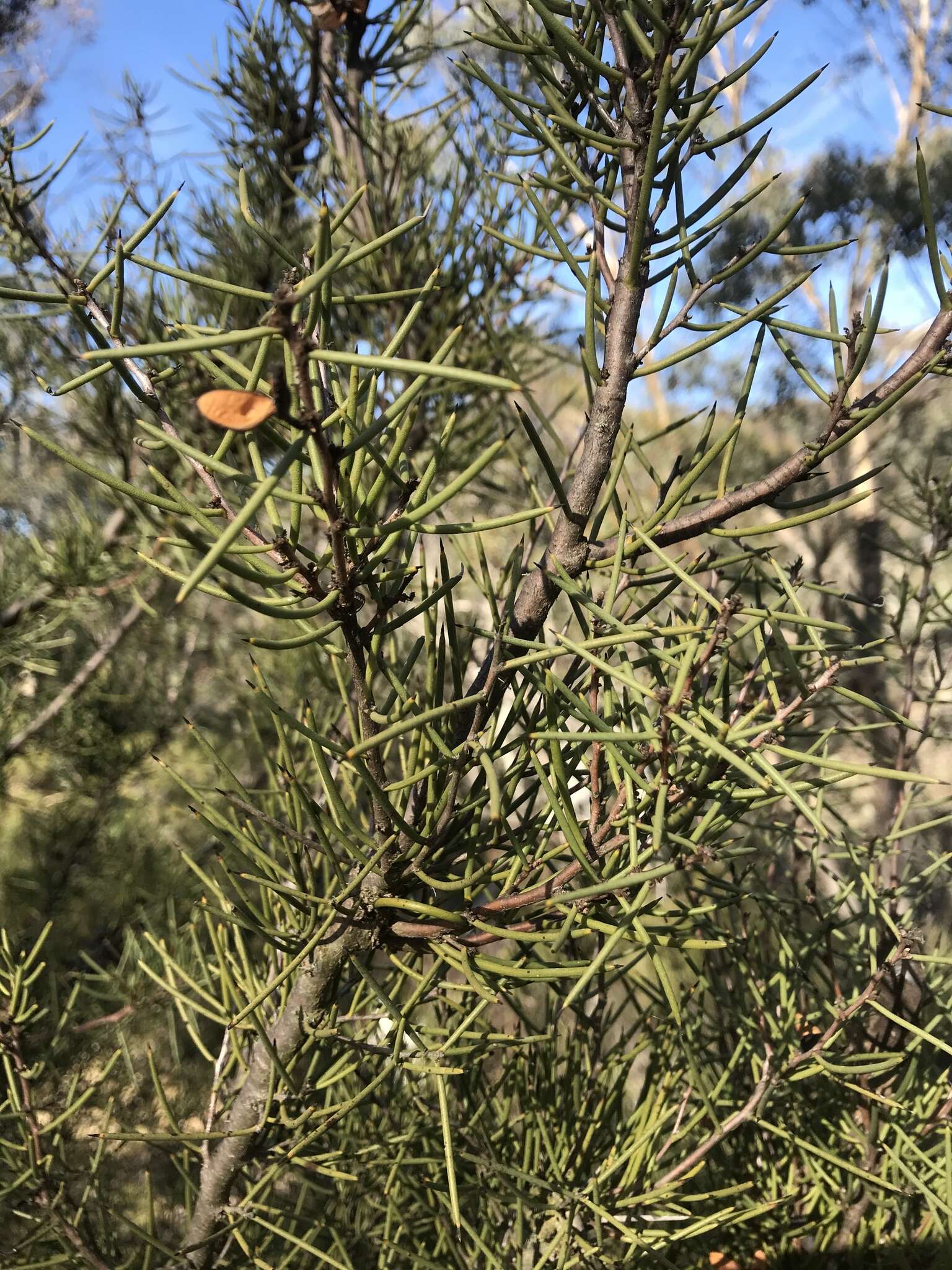 Image of Hakea microcarpa R. Br.