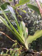 Image of Maxillaria amplifoliata Molinari