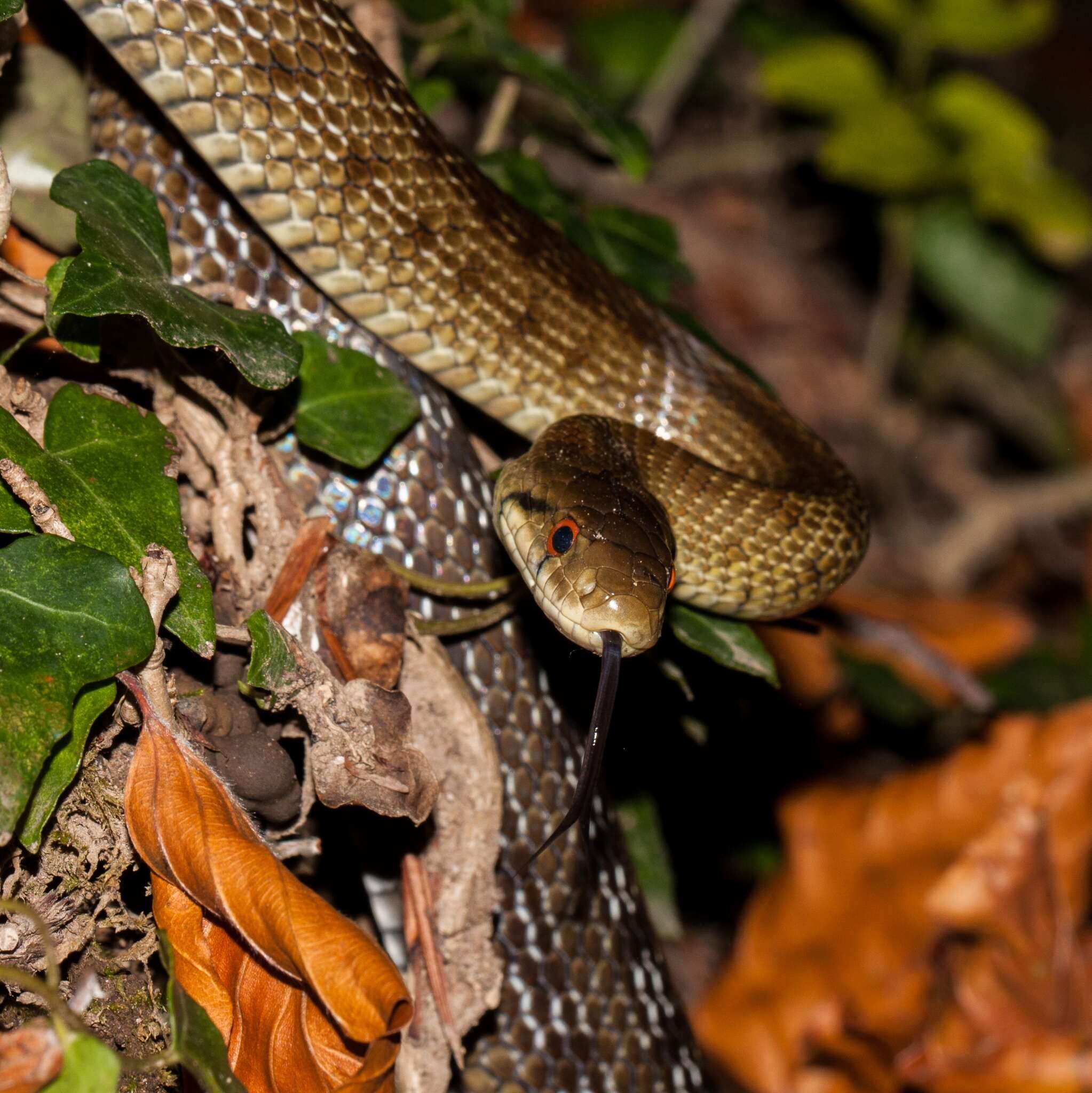 Image of Italian Aesculapian Snake