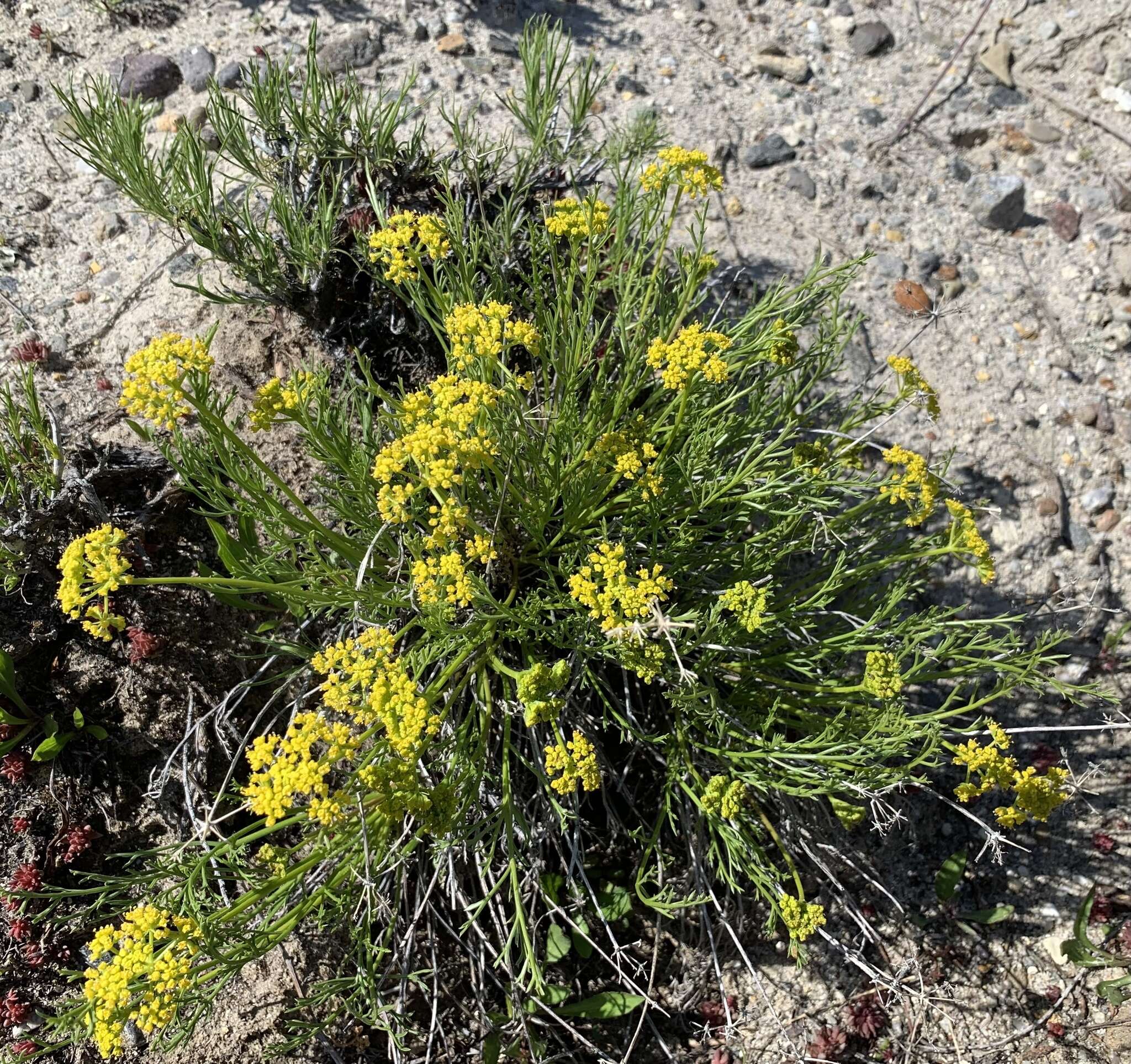 Imagem de Lomatium nuttallii (A. Gray) Macbr.