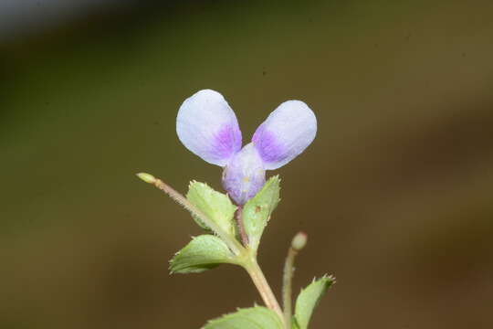 Image of Impatiens lawii Hook. fil. & Thoms.