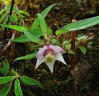 Cyclocodon lancifolius (Roxb.) Kurz resmi