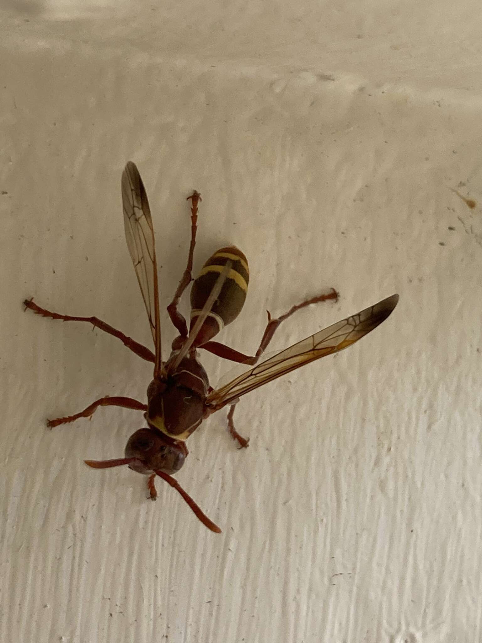 Image of Polistes badius Gerst. 1873