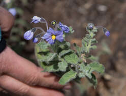 Imagem de Solanum umbelliferum var. wallacei