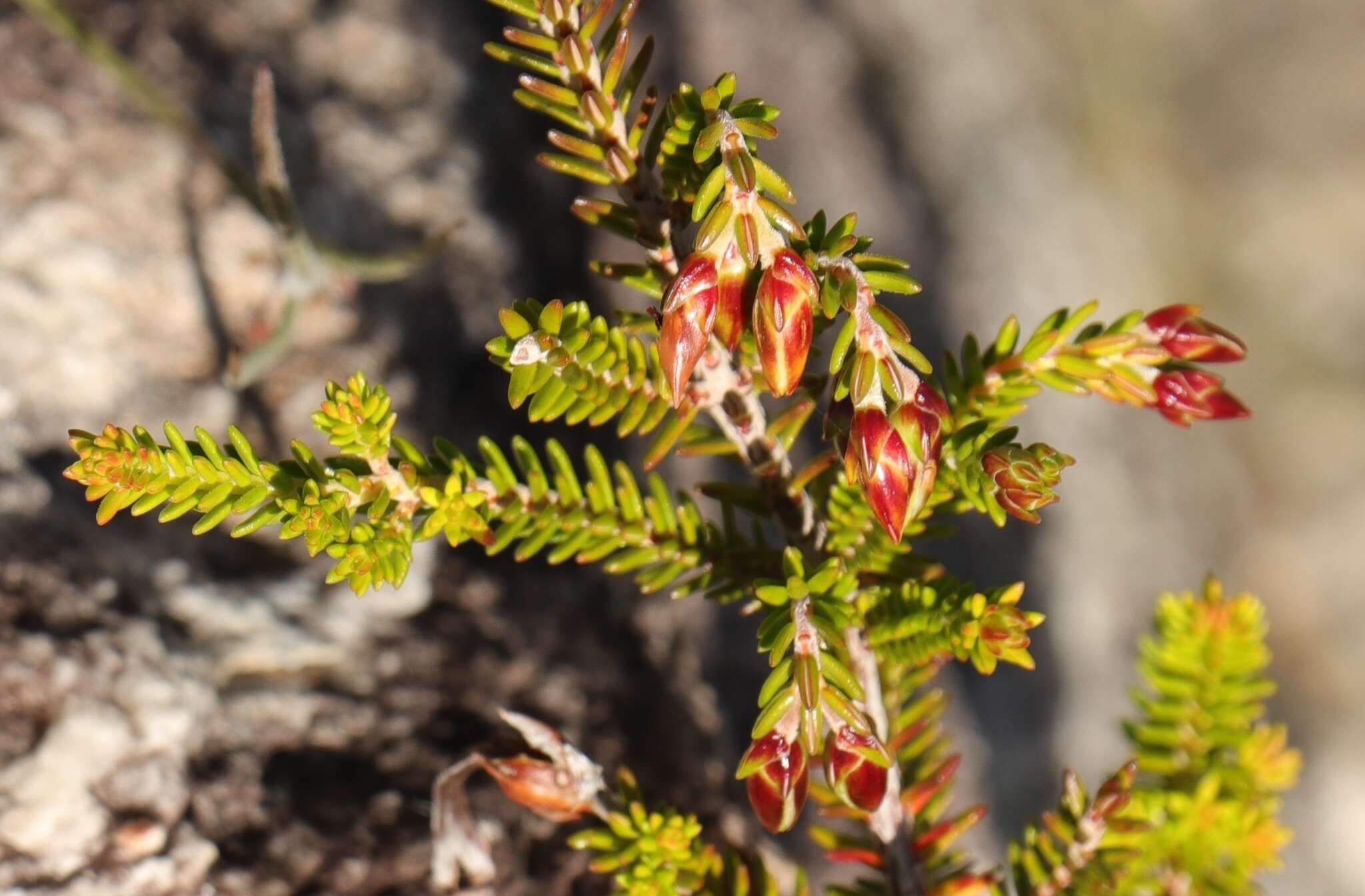 Plancia ëd Erica viridiflora Andr.