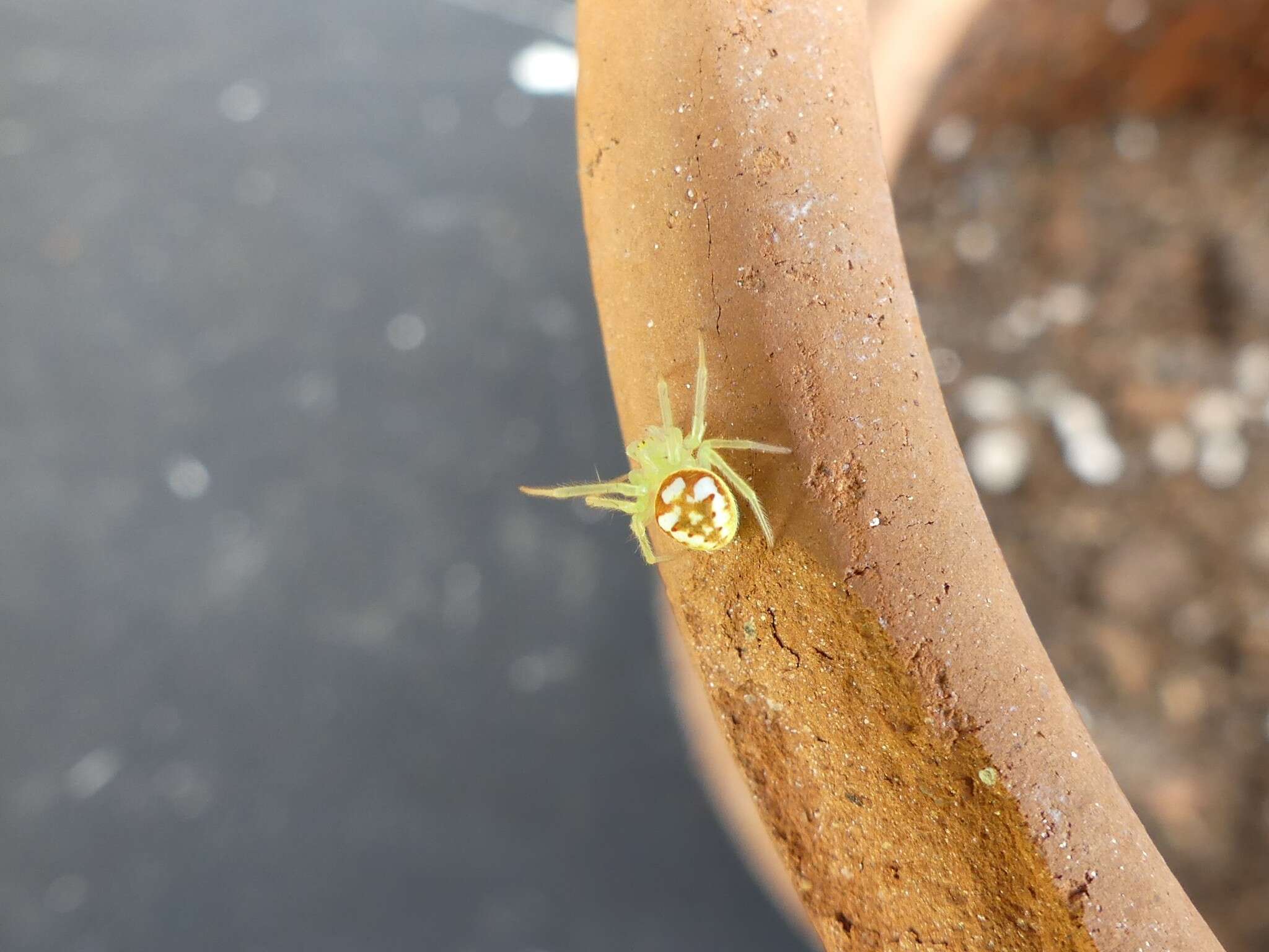 Image of Araneus guttulatus (Walckenaer 1841)