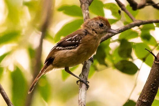 Image of Planalto Slaty Antshrike