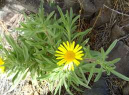 Image of Asteriscus graveolens subsp. stenophyllus (Link) W. Greuter