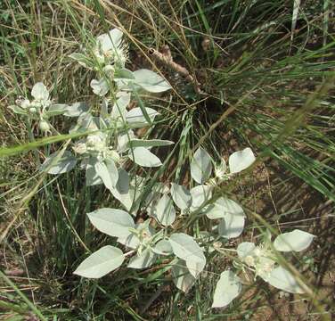 Sivun Croton pottsii var. pottsii kuva