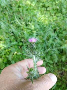 Image of Carduus pycnocephalus subsp. pycnocephalus