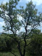 Image of Common hook-thorn Acacia