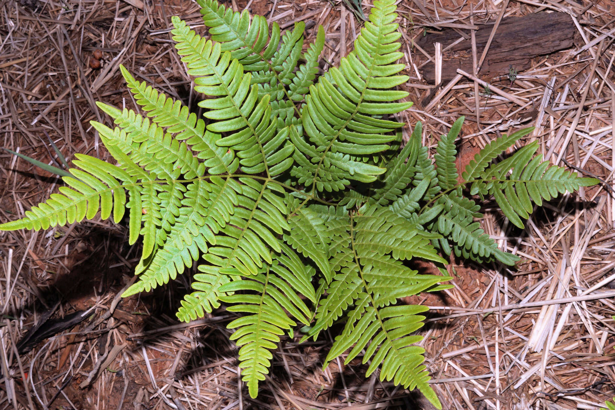 صورة Pteridium latiusculum (Desv.) Hieron. ex Fries